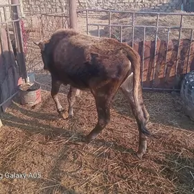 salam satlyk sygyrlar 13TMT