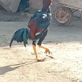 Özbek Türk jüÿjeleri