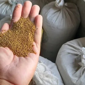 Yorunja Tohum 13 ton