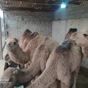 огшук торум