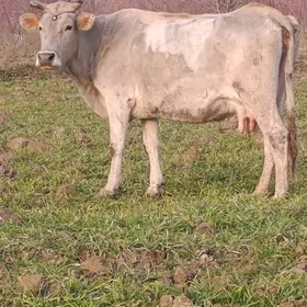 şwes tohum göleli sygyr