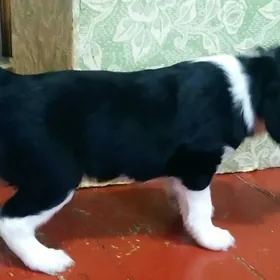 щенок спаниэлья