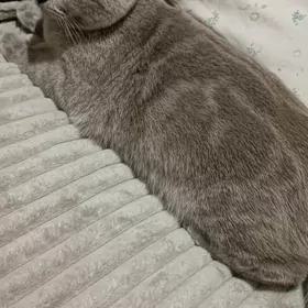 кошка скотиш страйт