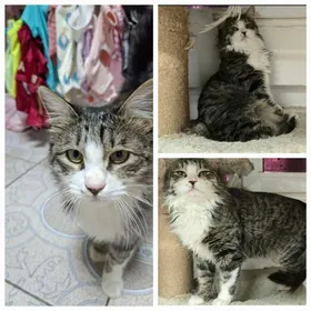 Котик , возраст 2 года.