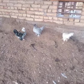 yapon towuk,undukler