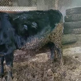 окуз и унажын