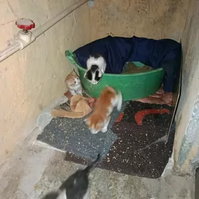 в добрые руки