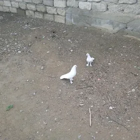 kepderi голуби