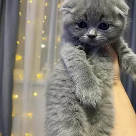 Серая девочка