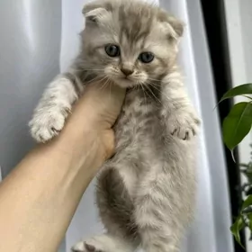 Вислоухий мальчик