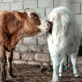 Simental Gibirit Tüwe