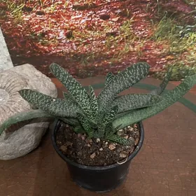 цветы для дома. Недорого.