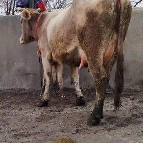 Şiwit Gölely sygyr