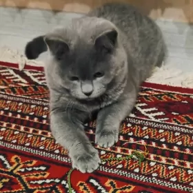 ŚOTLANDSKIÝ PIŚIK‍