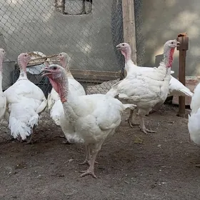 Big 6 gigant induk jüje