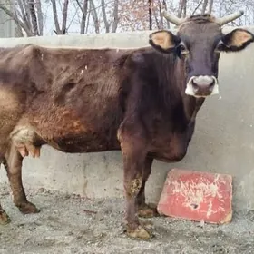 Gibrit Gölely sygyr