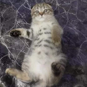 вислоухий котенок