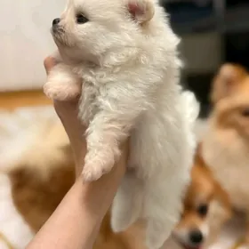 померанский шпиц