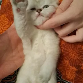 Шотландские вислоухие котята