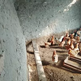 MESNİ TOWUK SATLYK İLASYP BAR