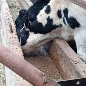 galasteyin öküzler