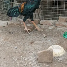 Satlyk baýsy horazlary