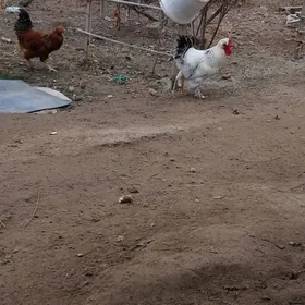 тройка хоразлар