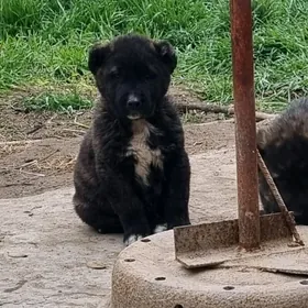 алабай кучуклер