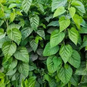 Tut nahal we Makilyura nahal