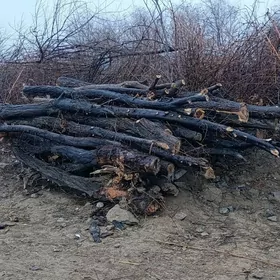 Odun toy sadakalar ucin