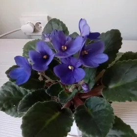 фиалки для подарка