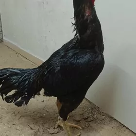 taskent horaz 8 aylyk