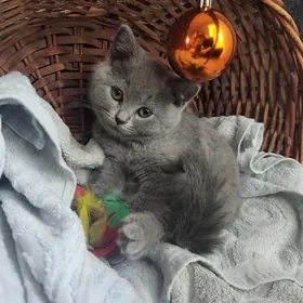 Pisik( котенок)