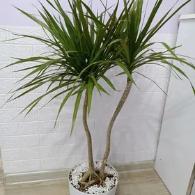 ДРАЦЕНА МАРГИНАТА