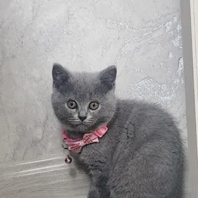 Pişik(котонек)