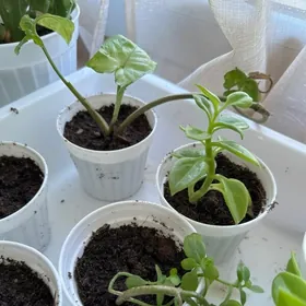 Комнатные растения