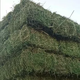 Ot Bede gamys yorunja hasal