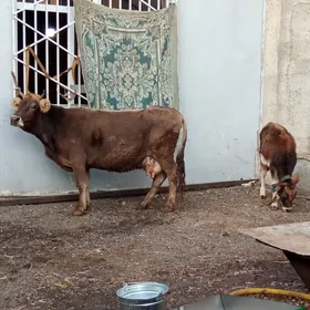 GOLELİ HEM BOGAZ SHWES