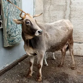 ARGİNAL KORPE GOLELİ SYGYR