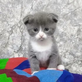 Шотландский вислоухий котенок