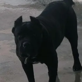 Кане Корсо клубные щенки