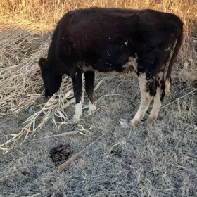 гысыр сыгырлар