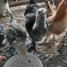 brama bolgar garysyk