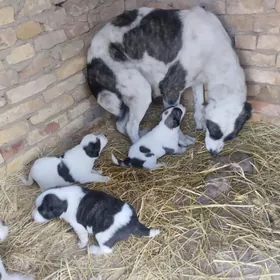 türkmen alabaý çagala