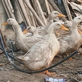 Ördek Indutga gus induk towuk