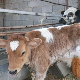 голели сыгыр