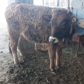 туве бир яшан