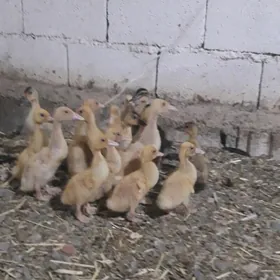 ордек жуйже бир ай болан