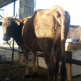 богаз сыгыр