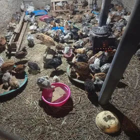 2 ay bolon elin juyje